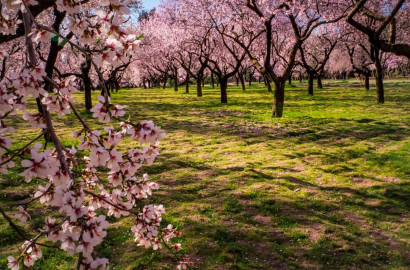 🌰 ГОТОВ РАБОТЕЩ БИЗНЕС – БАДЕМОВА ГРАДИНА В ЗЕМЛИЩЕТО НА С. ГЮЛЬОВЦА